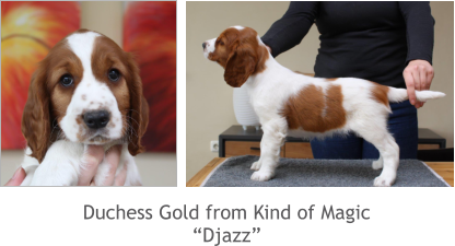 Duchess Gold from Kind of Magic “Djazz”