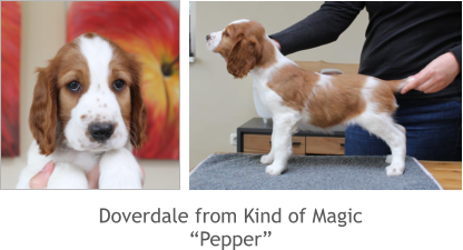 Doverdale from Kind of Magic “Pepper”