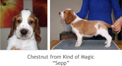 Chestnut from Kind of Magic “Sepp”