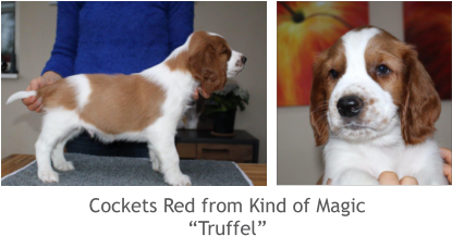 Cockets Red from Kind of Magic “Truffel”