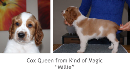 Cox Queen from Kind of Magic “Millie”