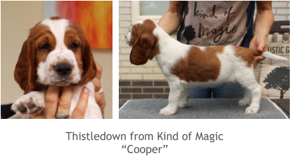 Thistledown from Kind of Magic “Cooper”