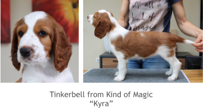 Tinkerbell from Kind of Magic “Kyra”