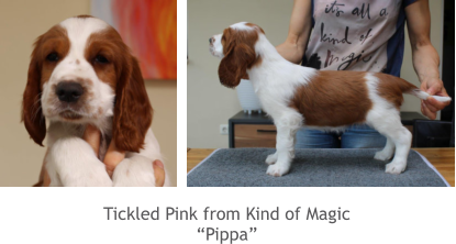Tickled Pink from Kind of Magic “Pippa”