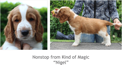 Nonstop from Kind of Magic “Nigel”