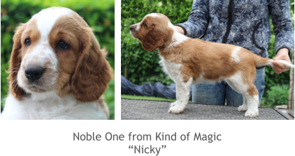Noble One from Kind of Magic “Nicky”