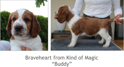 Braveheart from Kind of Magic “Buddy”