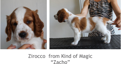 Zirocco  from Kind of Magic “Zacho”