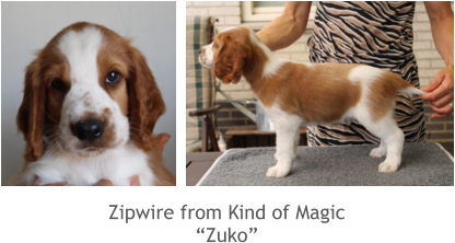 Zipwire from Kind of Magic “Zuko”