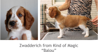 Zwadderich from Kind of Magic “Balou”