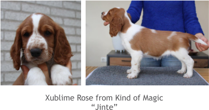 Xublime Rose from Kind of Magic “Jinte”