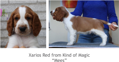 Xarios Red from Kind of Magic “Mees”