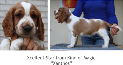 Xcellent Star from Kind of Magic “Xanthos”