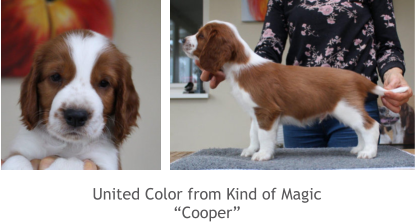 United Color from Kind of Magic “Cooper”