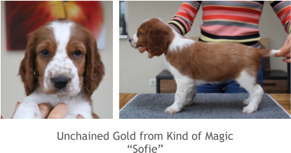 Unchained Gold from Kind of Magic “Sofie”