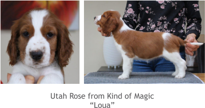 Utah Rose from Kind of Magic “Loua”