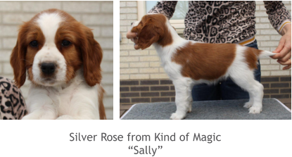 Silver Rose from Kind of Magic “Sally”
