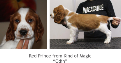 Red Prince from Kind of Magic “Odin”