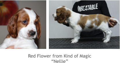 Red Flower from Kind of Magic “Nellie”