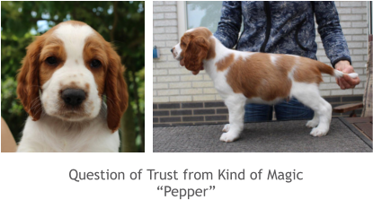 Question of Trust from Kind of Magic “Pepper”