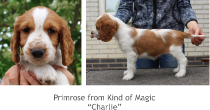 Primrose from Kind of Magic “Charlie”