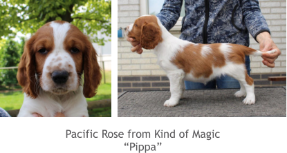 Pacific Rose from Kind of Magic “Pippa”