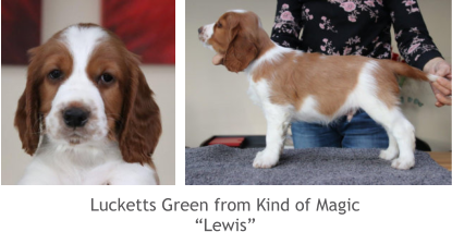 Lucketts Green from Kind of Magic “Lewis”
