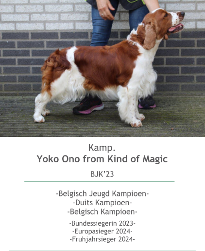 Kamp. Yoko Ono from Kind of Magic BJK’23  -Belgisch Jeugd Kampioen--Duits Kampioen--Belgisch Kampioen-  -Bundessiegerin 2023--Europasieger 2024--Fruhjahrsieger 2024- 