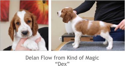 Delan Flow from Kind of Magic “Dex”