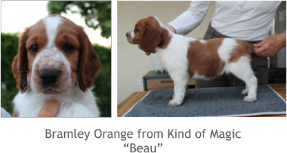 Bramley Orange from Kind of Magic “Beau”