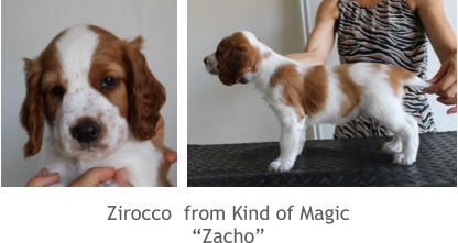 Zirocco  from Kind of Magic “Zacho”