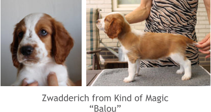 Zwadderich from Kind of Magic “Balou”