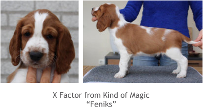 X Factor from Kind of Magic “Feniks”