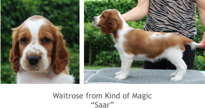 Waitrose from Kind of Magic “Saar”