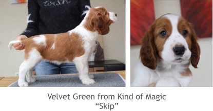 Velvet Green from Kind of Magic “Skip”