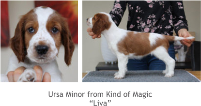 Ursa Minor from Kind of Magic “Liva”