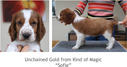 Unchained Gold from Kind of Magic “Sofie”