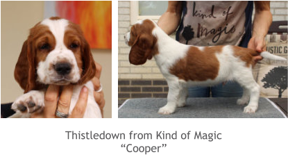 Thistledown from Kind of Magic “Cooper”