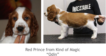 Red Prince from Kind of Magic “Odin”