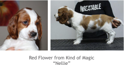 Red Flower from Kind of Magic “Nellie”