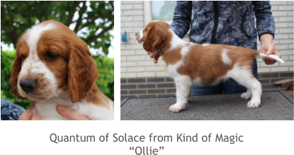 Quantum of Solace from Kind of Magic “Ollie”