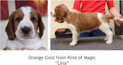 Orange Gold from Kind of Magic “Lina”