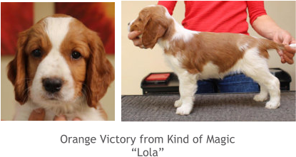 Orange Victory from Kind of Magic “Lola”