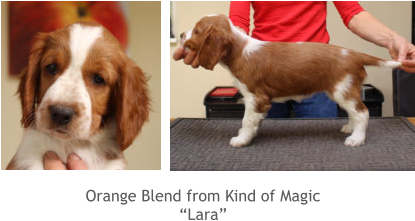 Orange Blend from Kind of Magic “Lara”