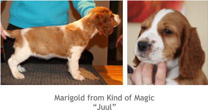 Marigold from Kind of Magic “Juul”