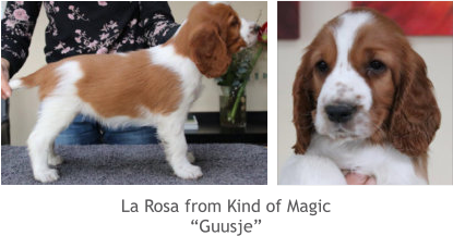 La Rosa from Kind of Magic “Guusje”