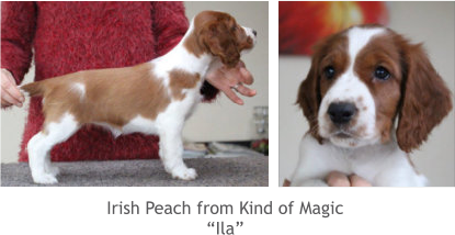 Irish Peach from Kind of Magic “Ila”