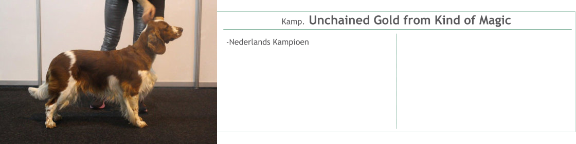 Kamp. Unchained Gold from Kind of Magic -Nederlands Kampioen