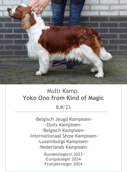 Multi Kamp. Yoko Ono from Kind of Magic BJK’23  -Belgisch Jeugd Kampioen--Duits Kampioen--Belgisch Kampioen--Internationaal Show Kampioen--Luxemburgs Kampioen--Nederlands Kampioen-  -Bundessiegerin 2023--Europasieger 2024--Fruhjahrsieger 2024- 