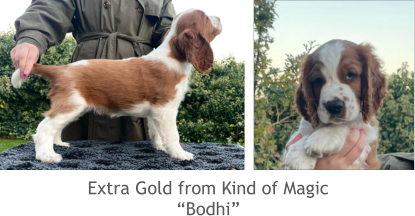 Extra Gold from Kind of Magic “Bodhi”